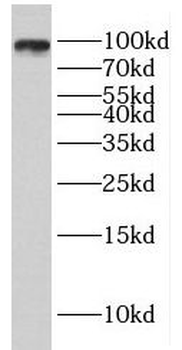 ELF1 Rabbit Polyclonal Antibody