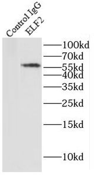 ELF2 Rabbit Polyclonal Antibody