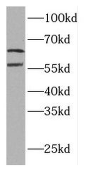 ELF2 Rabbit Polyclonal Antibody