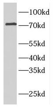ELL2 Rabbit Polyclonal Antibody