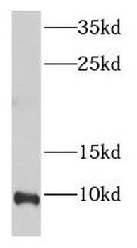 ELOF1 Rabbit Polyclonal Antibody