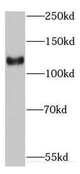 EMILIN1 Antibody