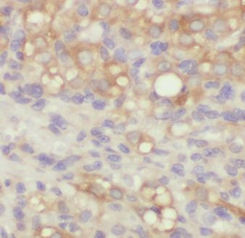 EMILIN1 Antibody