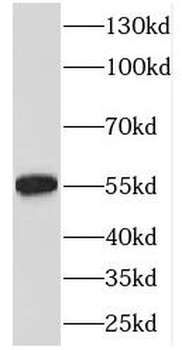 EML2 Antibody
