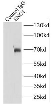 ENC1 Antibody