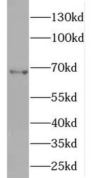 ENC1 Antibody