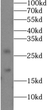 COL18A1 Antibody