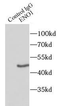 ENO1 Antibody