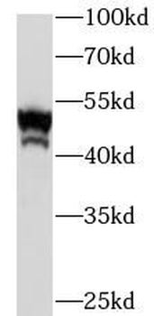 ENO1 Antibody