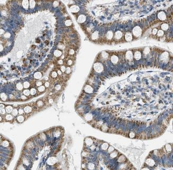 ENSA Rabbit Polyclonal Antibody