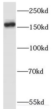 ERBIN Rabbit Polyclonal Antibody