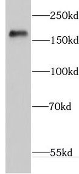 ERCC6L Antibody