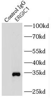 ERGIC1 Antibody