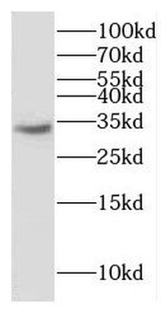 ERGIC1 Antibody