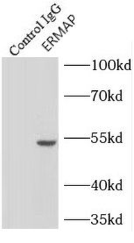 ERMAP Rabbit Polyclonal Antibody