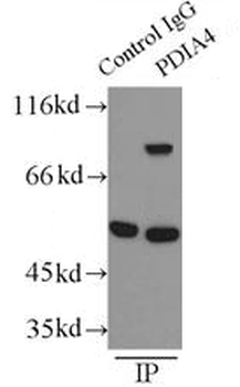 PDIA4 Antibody