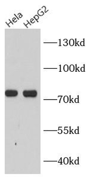 PDIA4 Antibody