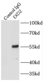 EXD2 Rabbit Polyclonal Antibody