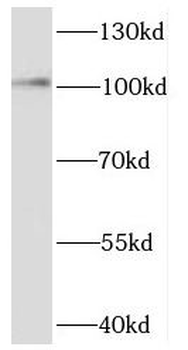 EXOC1 Rabbit Polyclonal Antibody