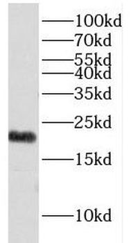 EXOSC1 Antibody