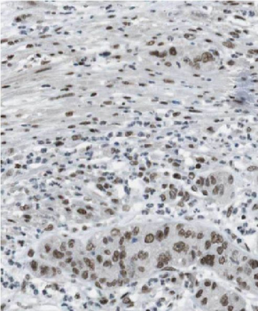 FAF1 Rabbit Polyclonal Antibody