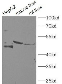 FAH Rabbit Polyclonal Antibody