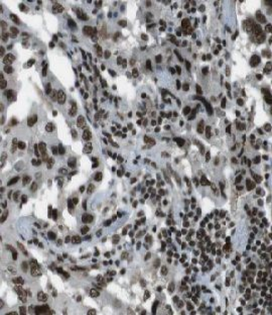 FAM107A Rabbit Polyclonal Antibody