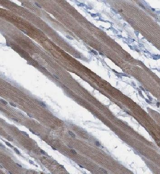 FAM120A Rabbit Polyclonal Antibody