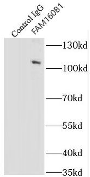 FHIP2A Rabbit Polyclonal Antibody