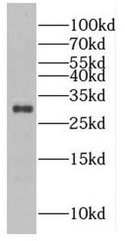 FAM3D Antibody