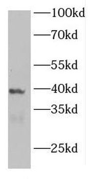 FAM50A Rabbit Polyclonal Antibody