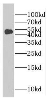 FAM98B Rabbit Polyclonal Antibody