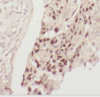 FAM98B Rabbit Polyclonal Antibody