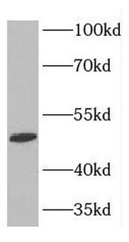 FARS2 Rabbit Polyclonal Antibody