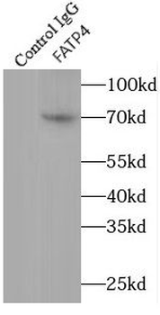 Slc27a4 Rabbit Polyclonal Antibody
