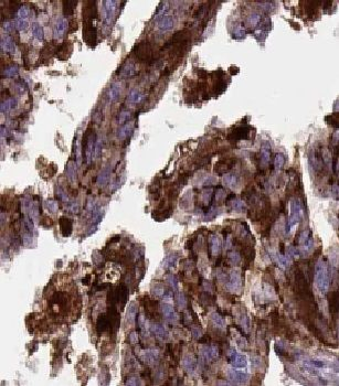 Slc27a4 Rabbit Polyclonal Antibody