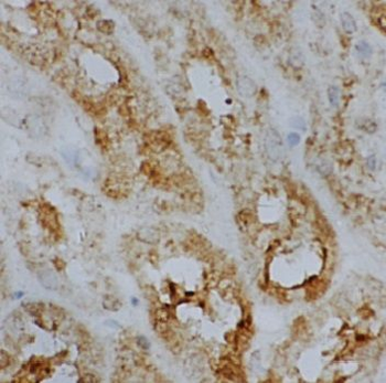 FAU Rabbit Polyclonal Antibody