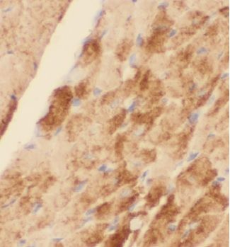 FBXO32 Antibody