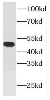 FCHSD1 Rabbit Polyclonal Antibody