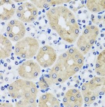 FGF13 Antibody