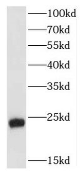 FGF8 Antibody