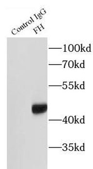 FH Rabbit Polyclonal Antibody