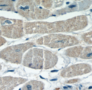 FHL2 Rabbit Polyclonal Antibody