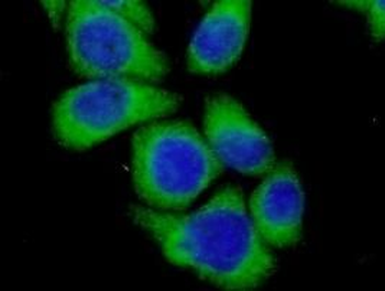 FGG Mouse Monoclonal Antibody