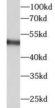 FGG Mouse Monoclonal Antibody