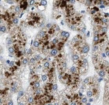 FGG Mouse Monoclonal Antibody