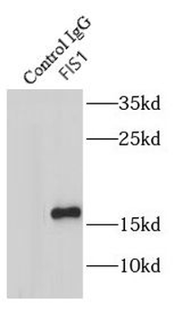 FIS1 Antibody