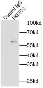 FKBP4 Antibody