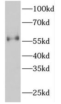 FKBP4 Antibody