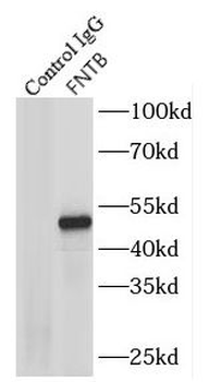 FNTB Rabbit Polyclonal Antibody